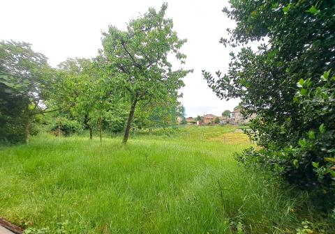 Finca