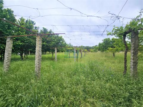 Finca